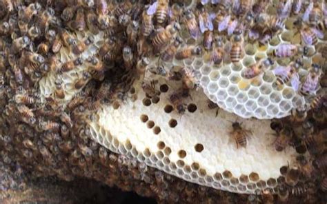 蜜蜂在家築巢怎麼辦